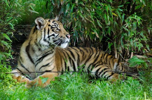 Picture of a Tiger Cub