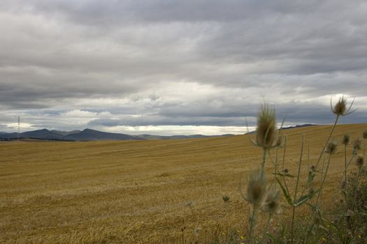 View of the Spanish countryside in the summer