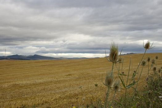 View of the Spanish countryside in the summer