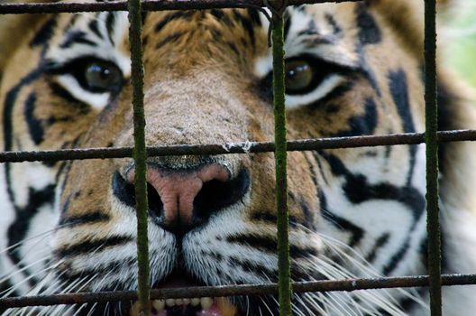 Picture of a Tiger up close