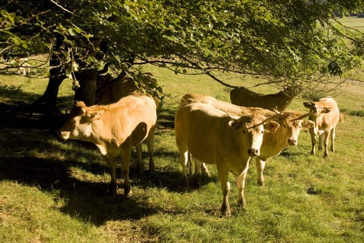 Cows grazing in a meadow