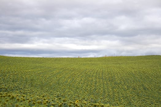 A lot of Sunflowers in spanish countryside