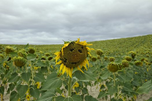 Sunflowers smile in spanish countryside