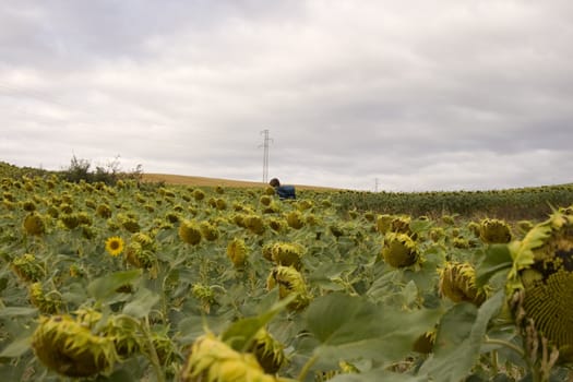 A lot of Sunflowers in spanish countryside