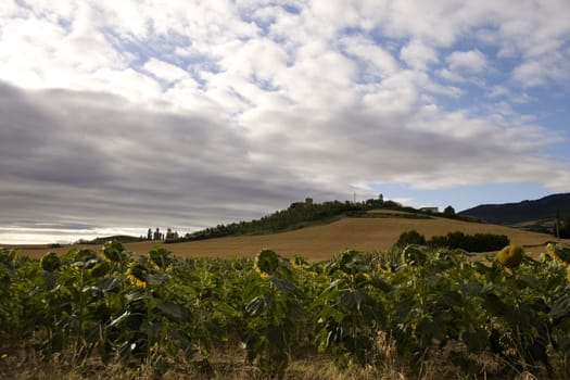 A lot of Sunflowers in spanish countryside