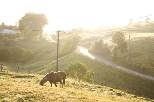 Horse grazing at sunrise in the spanish countryside