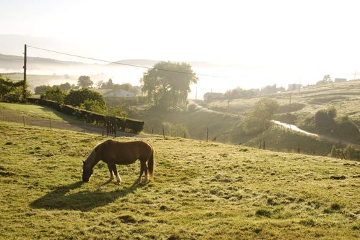 Horse grazing at sunrise in the spanish countryside
