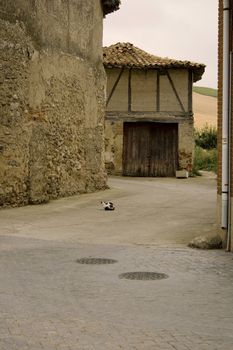 Photo of a Cat in the street, spanish town