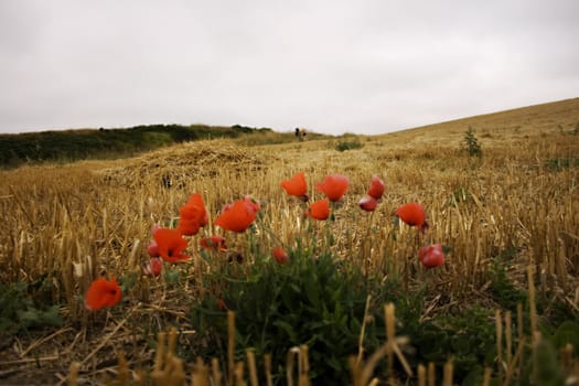 View of poppies in the spanish countryside