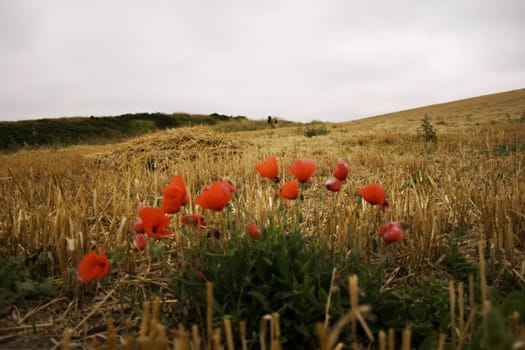 View of poppies in the spanish countryside