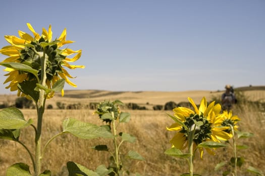 A lot of Sunflowers in spanish countryside