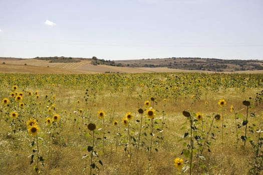 A lot of Sunflowers in spanish countryside