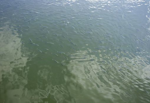 Photo of a lot of Fishes underwater, Bilbao river