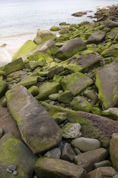 Photo of Moss on rock in the spanish beach