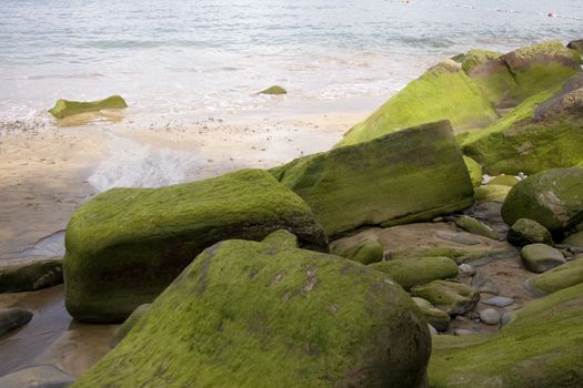 Photo of Moss on rock in the spanish beach