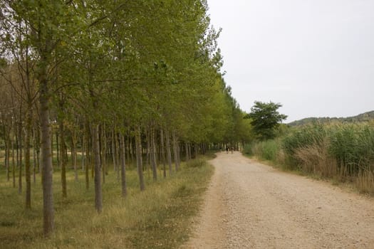 Beech next to the road in the spanish countryside