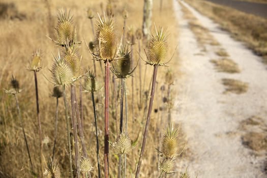 Dried flowers in the spanish countryside