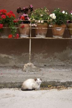 Photo of a Cats under flower pots