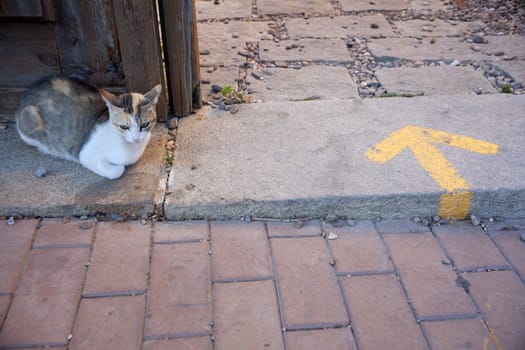 A cat next to the door and yellow arrow painted on the road