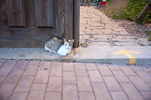 A cat next to the door and yellow arrow painted on the road