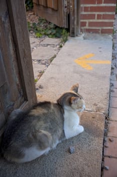 A cat next to the door and yellow arrow painted on the road