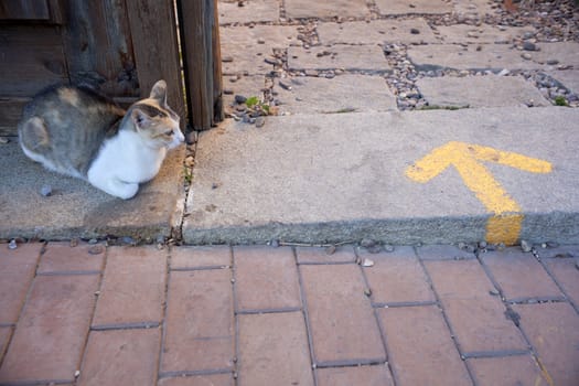 A cat next to the door and yellow arrow painted on the road