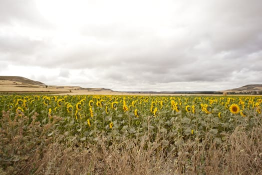 A lot of Sunflowers in spanish countryside