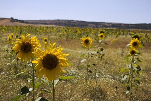 A lot of Sunflowers in spanish countryside