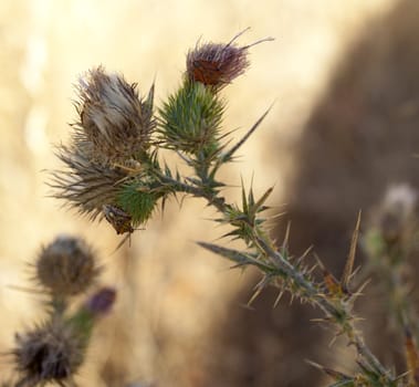 Insect on dried flower, spanish countryside