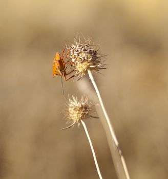 Insect on dried flower, spanish countryside