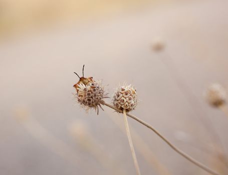 Photo of Insect on dried flower