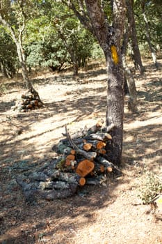 Wood logs piled in a woodlan
