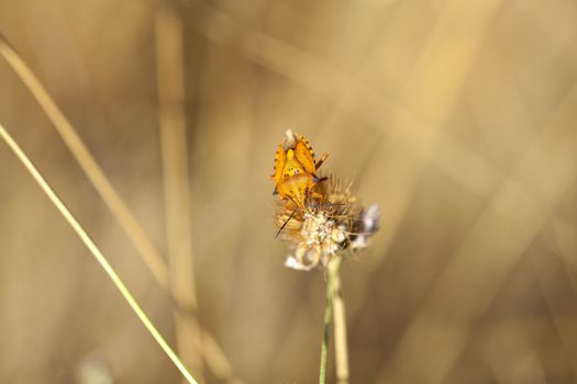 Insect on dried flower, spanish countryside
