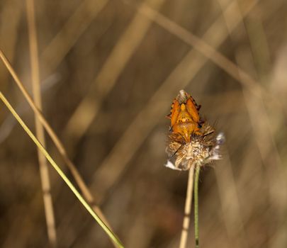 Insect on dried flower, spanish countryside