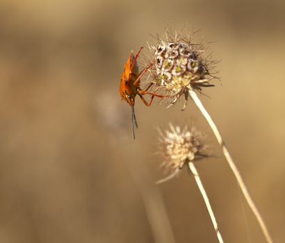 Insect on dried flower, spanish countryside