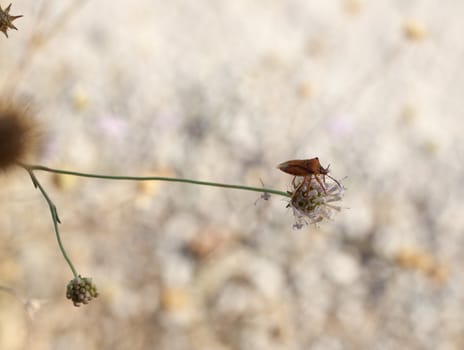 Insect on dried flower, spanish countryside