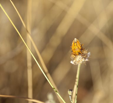 Insect on dried flower, spanish countryside
