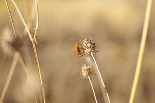 Insect on dried flower, spanish countryside
