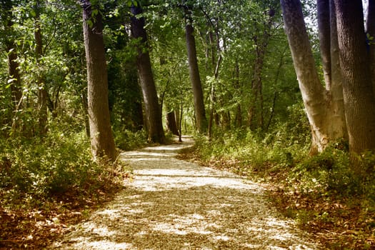 View of a Road betweenTrees