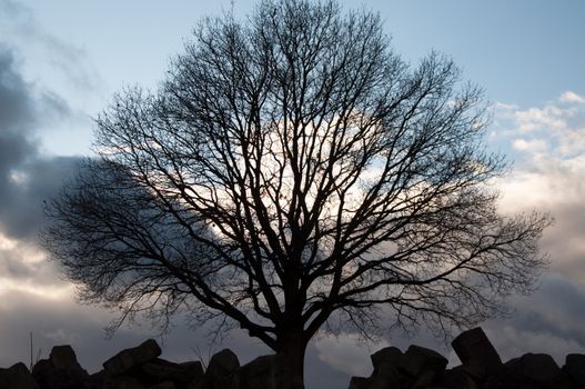 Silhouette of tree against great cloudy winter sunset sky