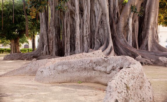 View of Big ficus tree in Palermo