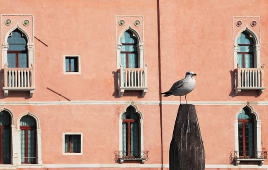 A gull standing on a top of a wooden pole in front of a traditional building wall in Venice,Italy.