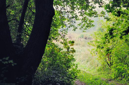 Rural path between trees in the forest