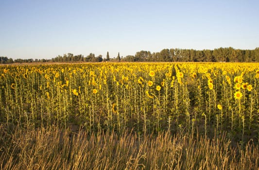 Sunflowers on the blue sky