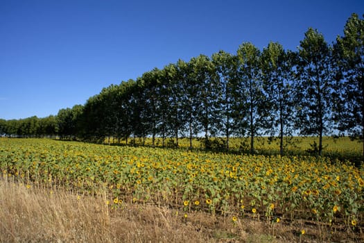 Sunflowers on the blue sky