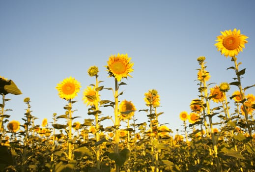 Sunflowers on the blue sky