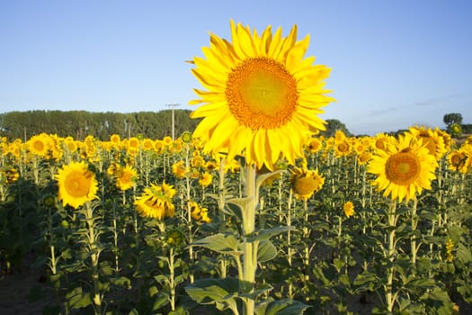 Sunflowers on the blue sky