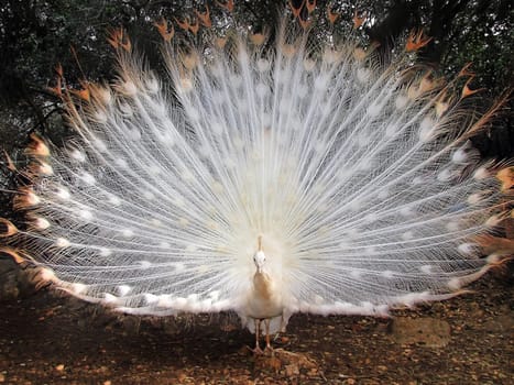Albino peacock with tail fully disclosed,trying to attract the attention of females