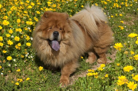 chow chow dog on a glade of yellow flowers,purple tongue shows