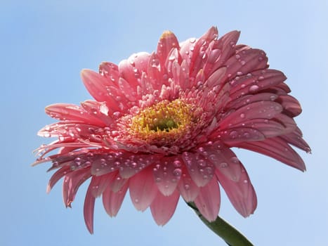 Pink Gerbera flower on a blue background with water droplets
